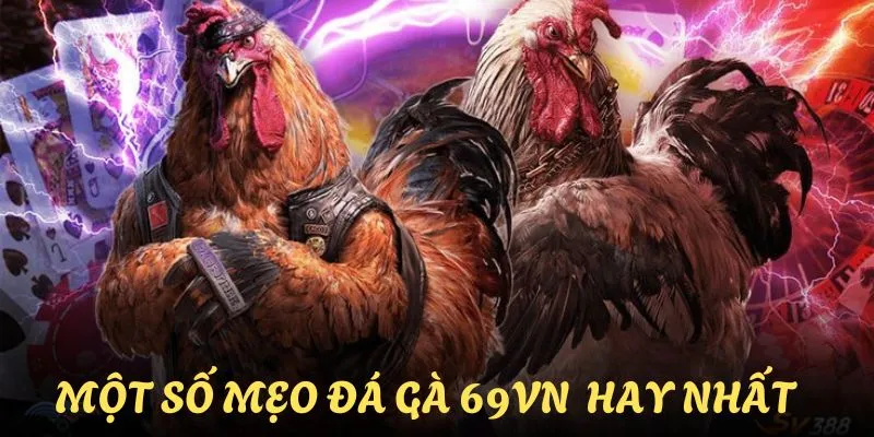Một số mẹo cược đá gà hay nhất từ các chuyên gia