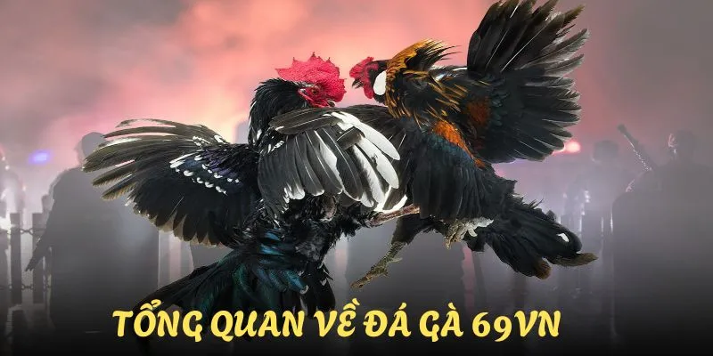 Tổng quan những thông tin căn bản nhất về đá gà trực tuyến 69VN