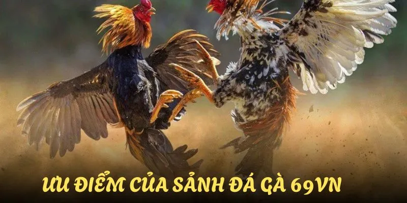 Ưu điểm lớn của sảnh đá gà 69VN giúp thu hút đông đảo hội viên